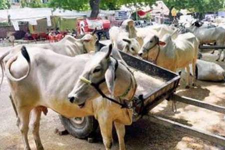 مجازات حبس ابد برای کشتار گاو در هند