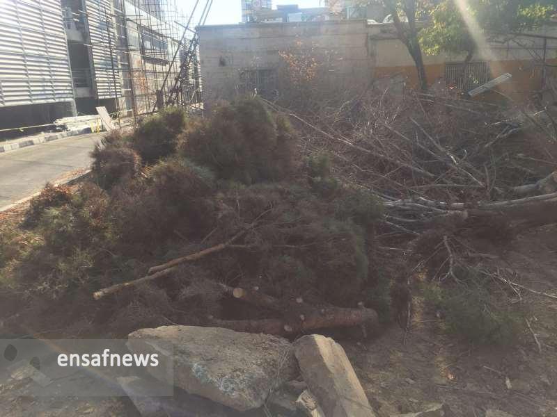 عکس‌ها | قطع درختان در فرودگاه مهرآباد
