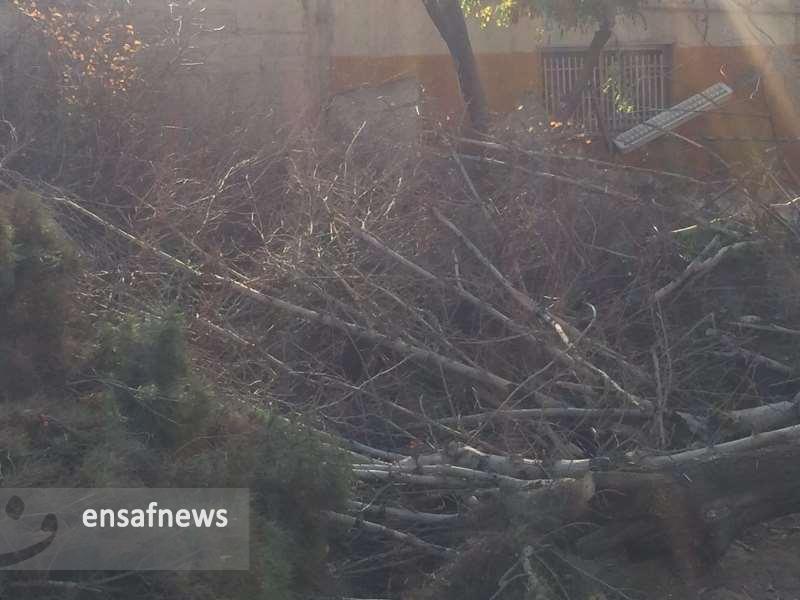 عکس‌ها | قطع درختان در فرودگاه مهرآباد