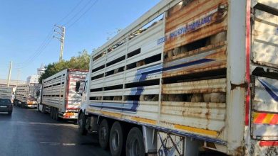 ترانزیت ۱۸۰۰۰ گوسفند زنده ترکیه از مسیر ایران به قطر