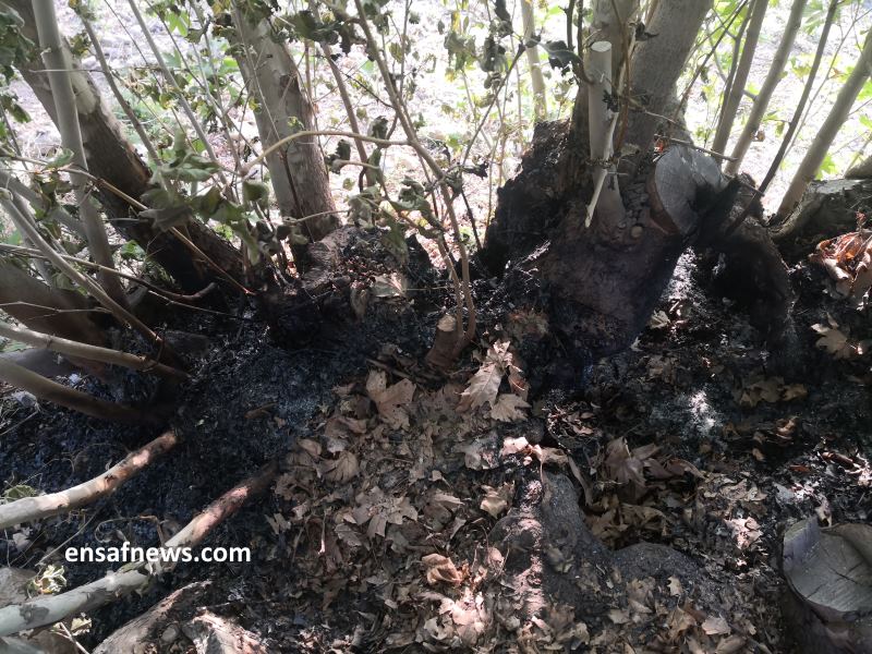 آتش به درختان رونیز در سکوت مسئولان