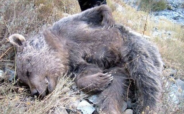 «علت مرگ خرس‌ ها در شرق سمنان بررسی شود»