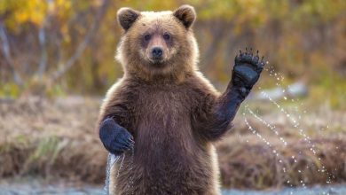 نجات خرس‌ها از استخری در سی سخت [+ فیلم]